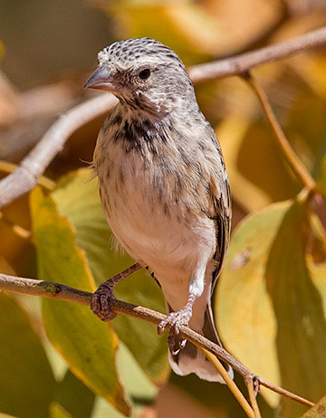 Black-throated Canary